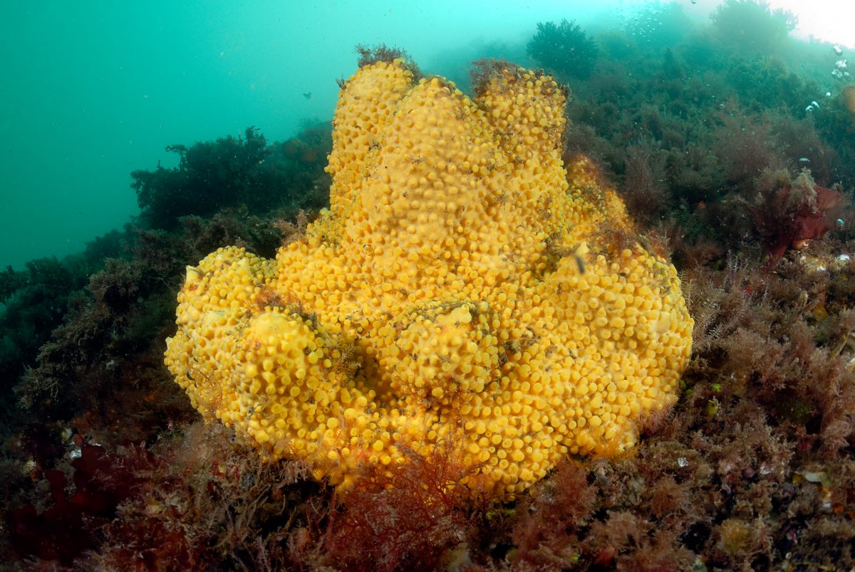 boring sponges underwater
