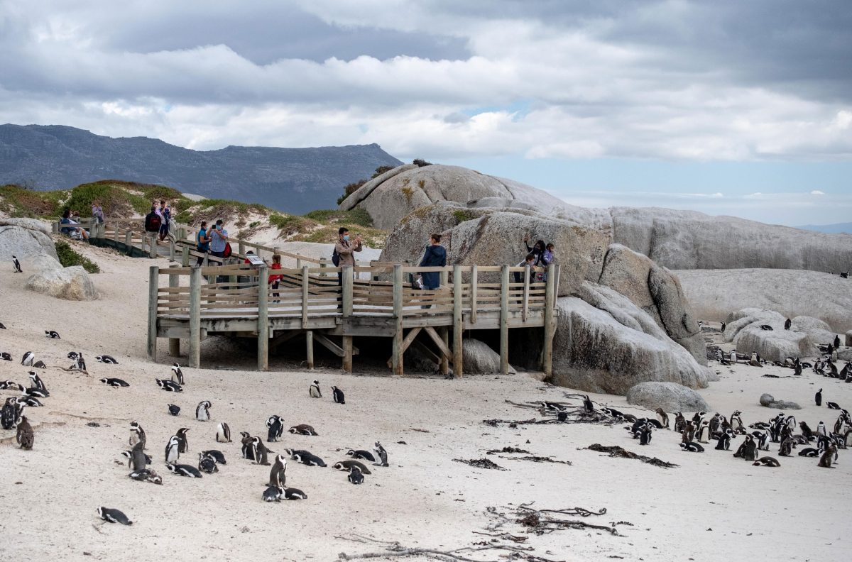 tourists viewing penguins at Boulders Beach