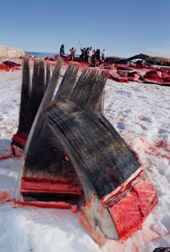 Indigenous hunters from Alaska provide researchers with bowhead baleen for their studies. Photo by Flip Nicklin/Minden Pictures
