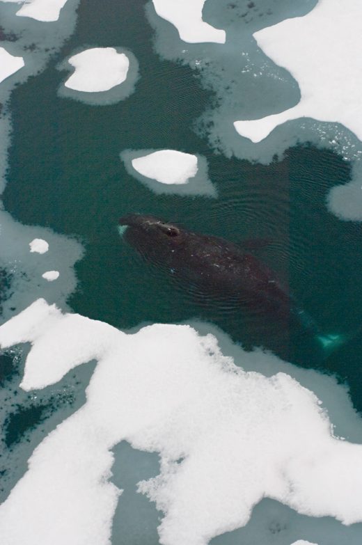 a bowhead whale swimming amid multi-layer sea ice