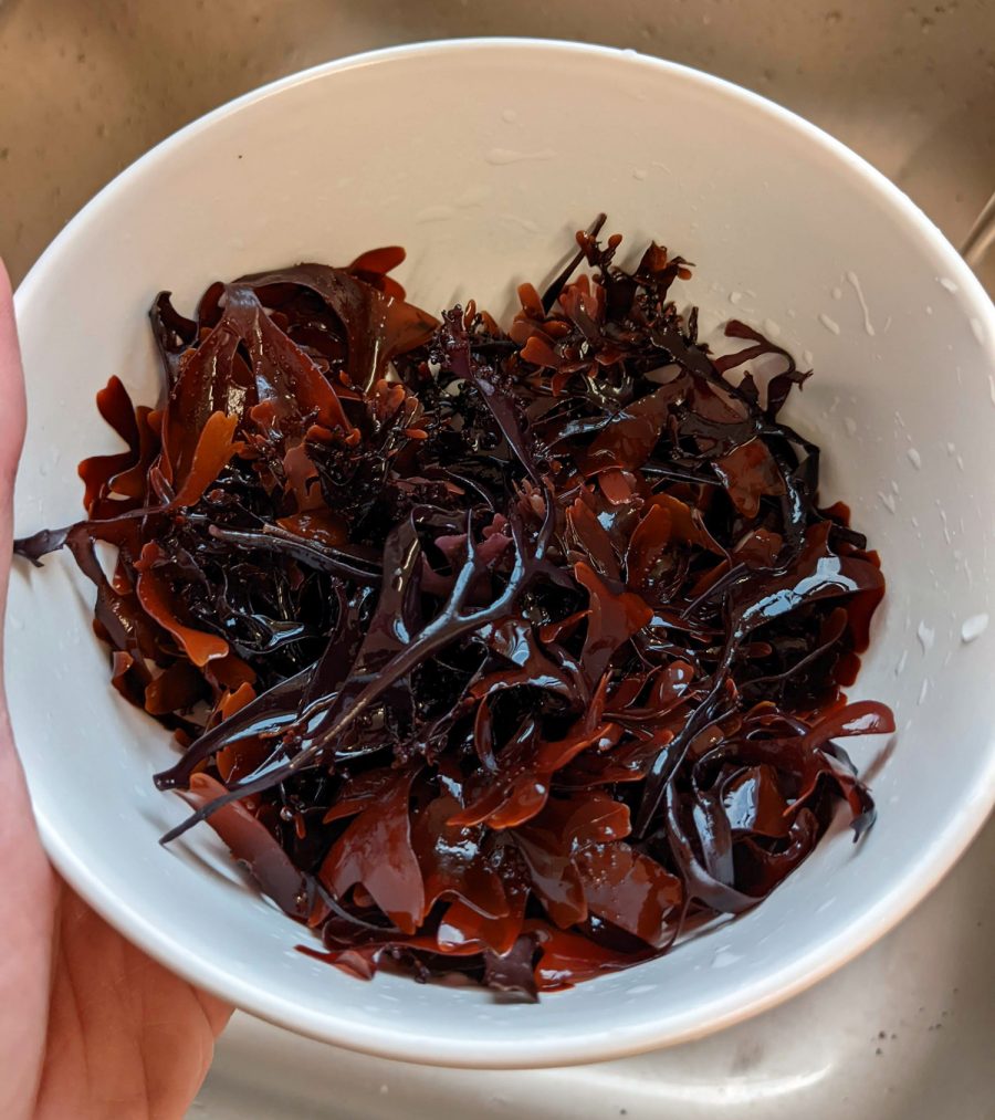 bowl of rehydrated carrageen 