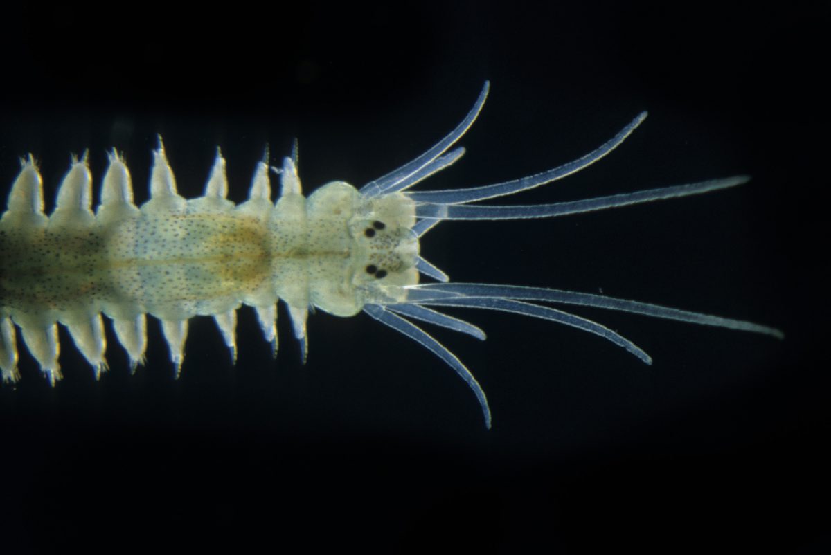 Marine bristle worms are inspired to mate by the light of the silvery new moon. Photo by D. P. Wilson/Minden Pictures