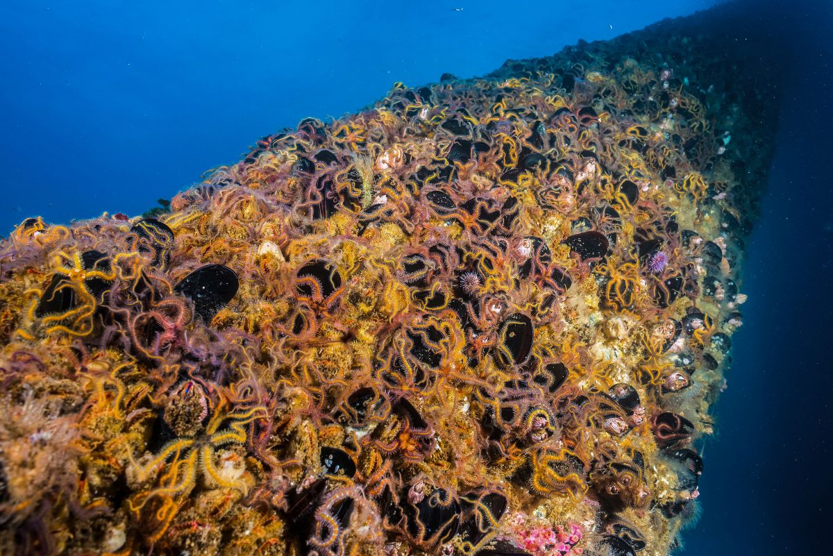 Brittle stars covering beams of Oil Rig Elly