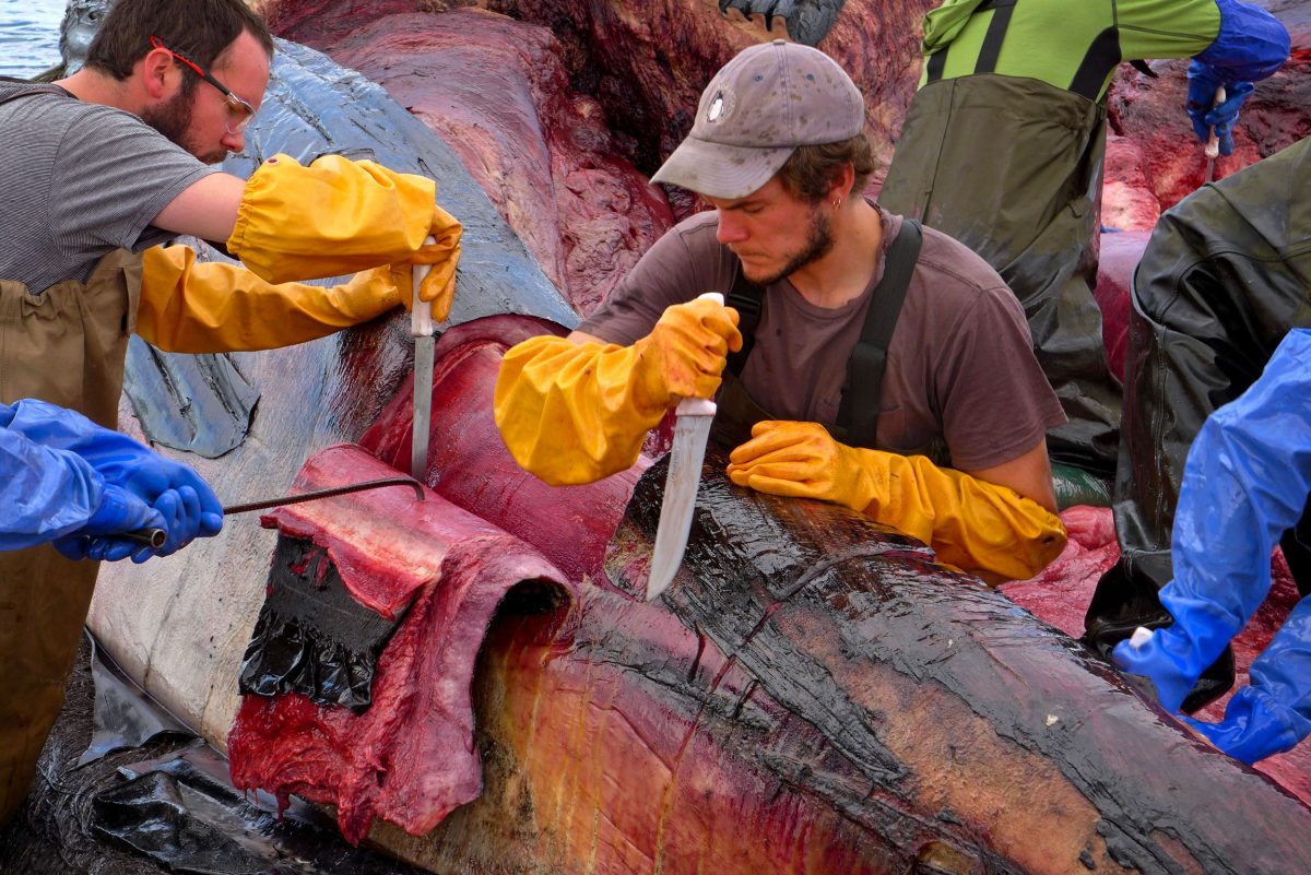 Miguel Cáceres and Benjamín Cáceres removing flesh from the blue whale's jaw