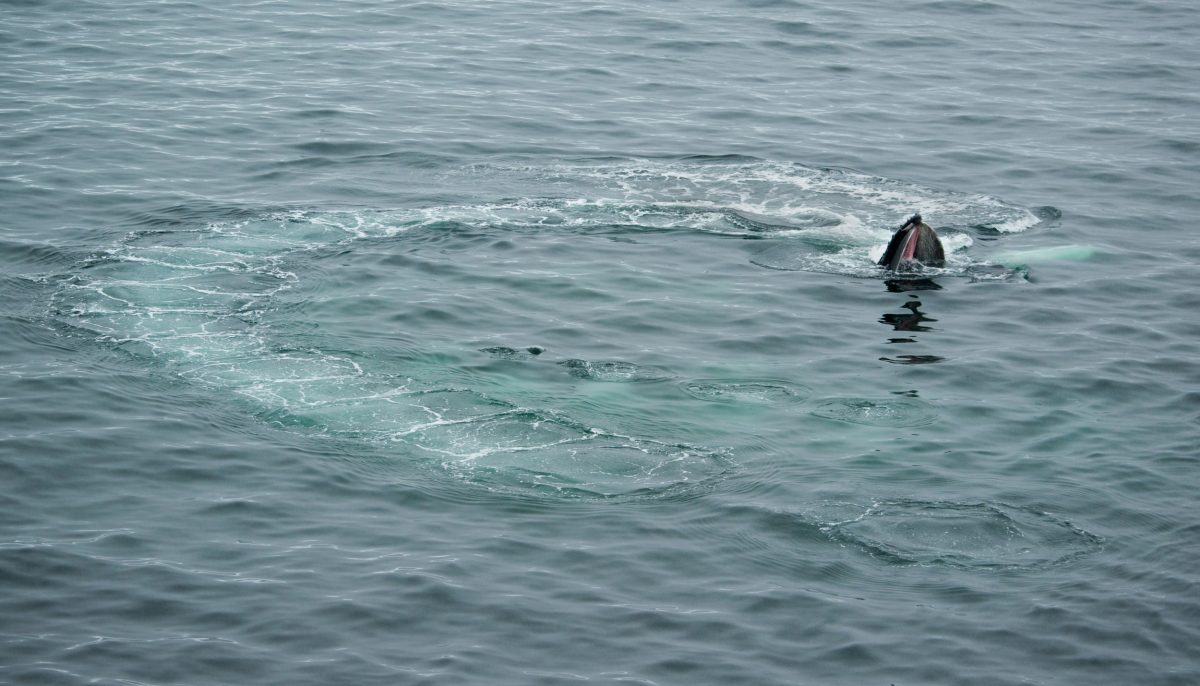 Humpback Whale (Megaptera novaeangliae) bubble-net feeding