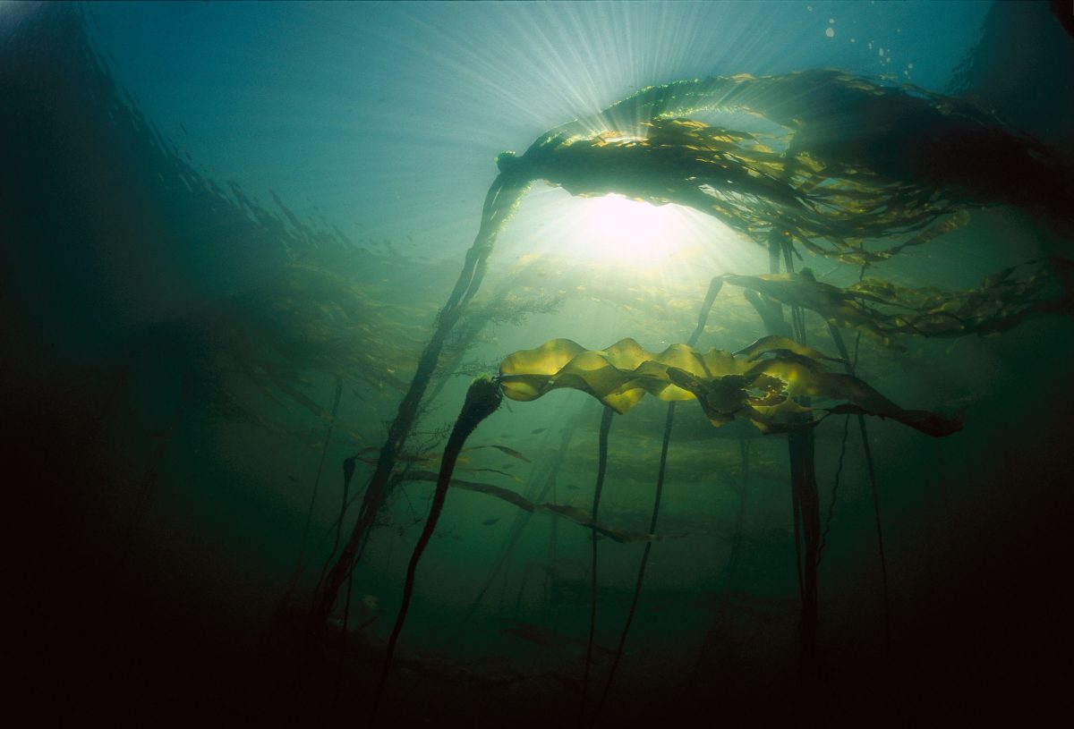 bull kelp underwater on the British Columbia coast