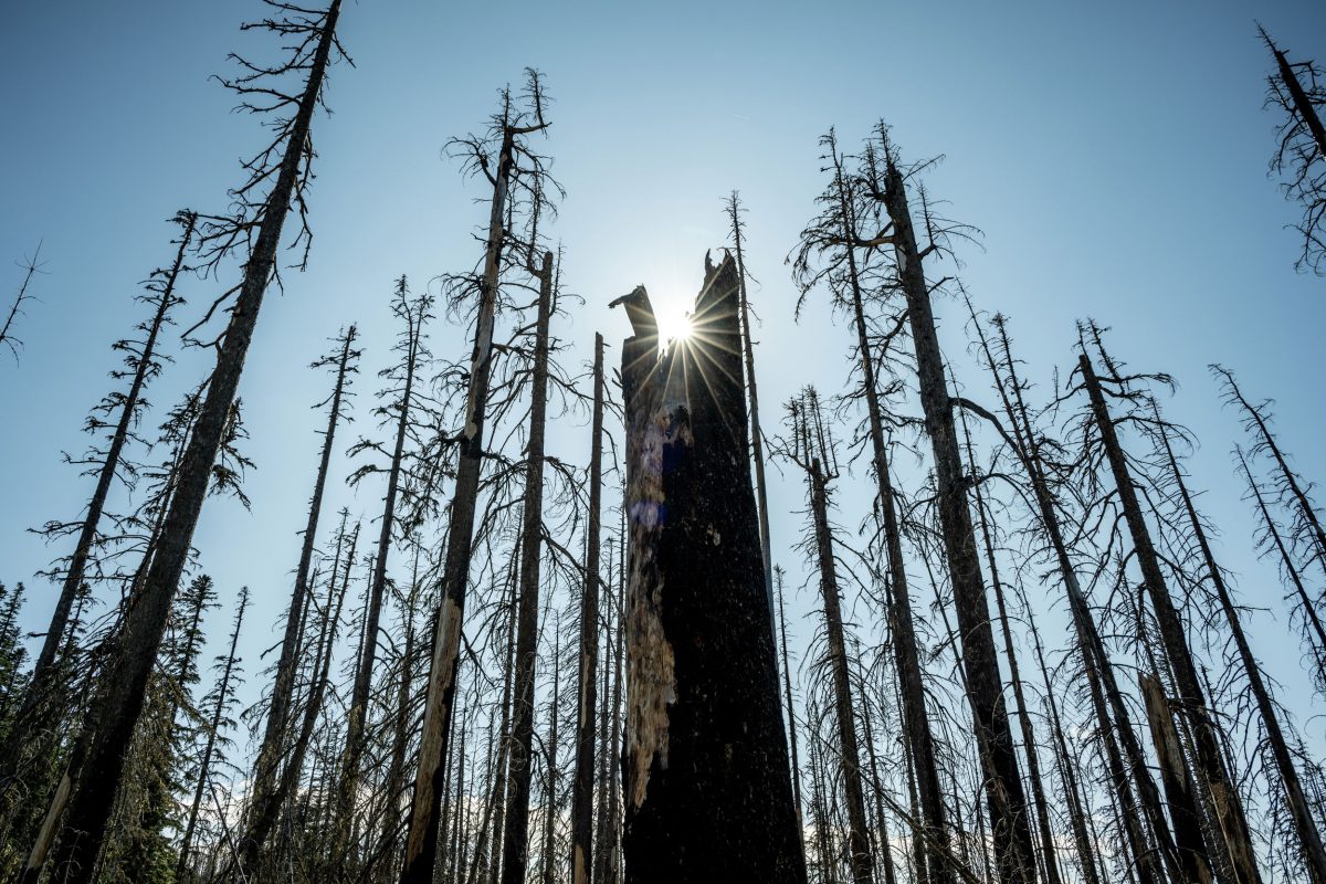 burnt trees at Norse Peak