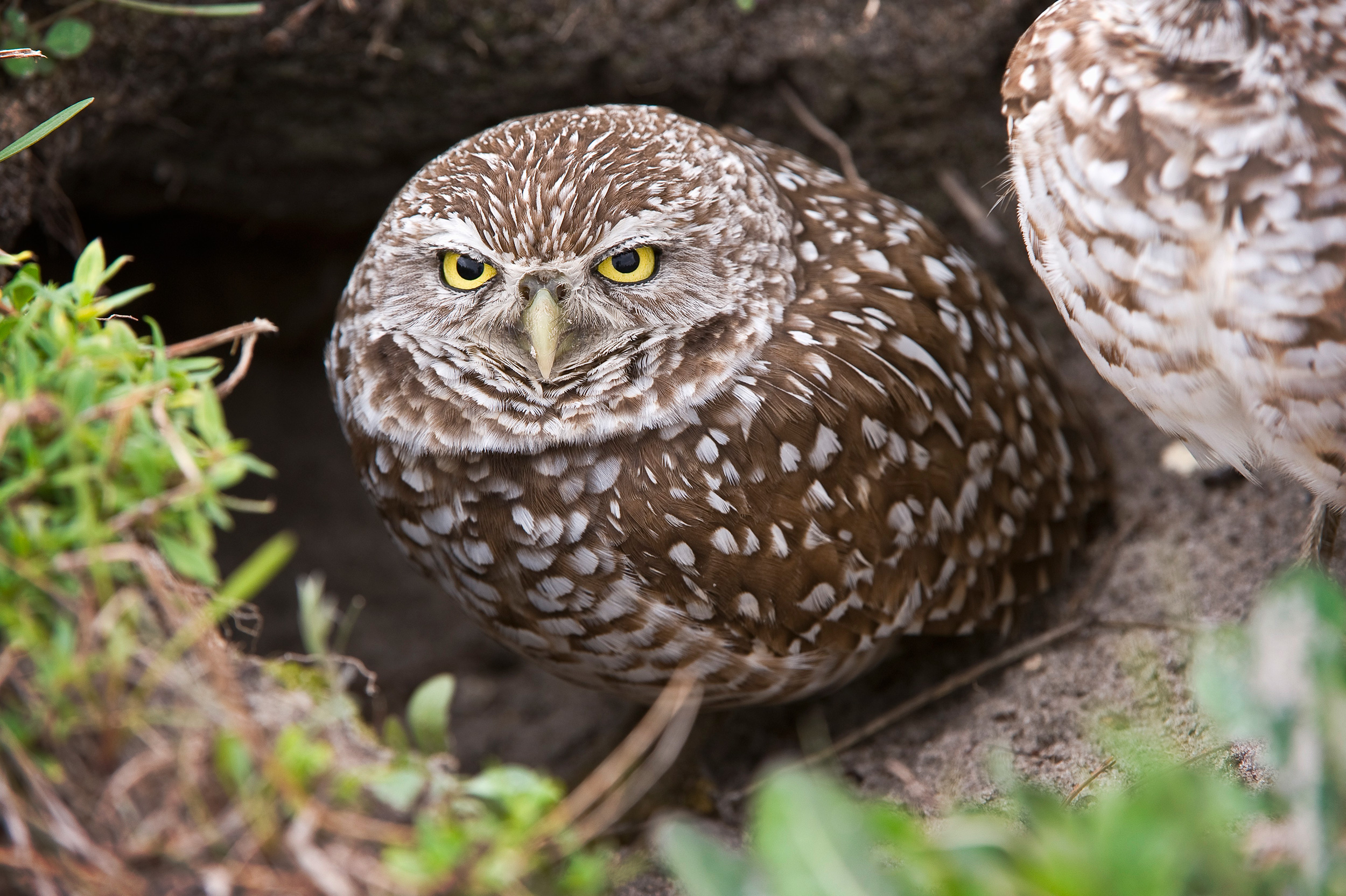 https://hakaimagazine.com/wp-content/uploads/burrowing-owls-eradicating-one-percent.jpg