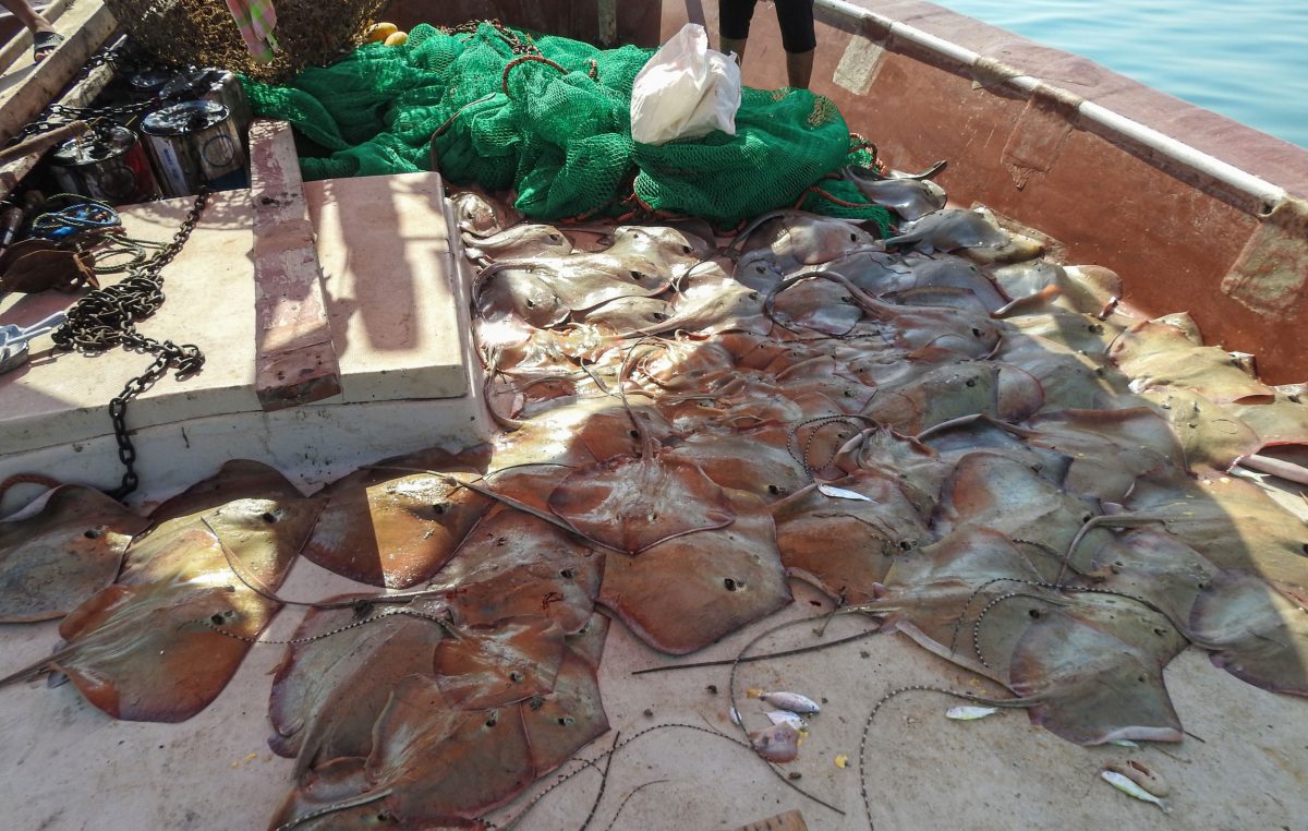 rays as bycatch on the deck of a fishing boat
