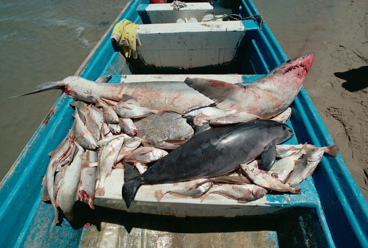 When fishermen target sharks, shrimp, totoabas, and other fish with gill nets, vaquitas can get entangled. Photo by Flip Nicklin/Minden Pictures