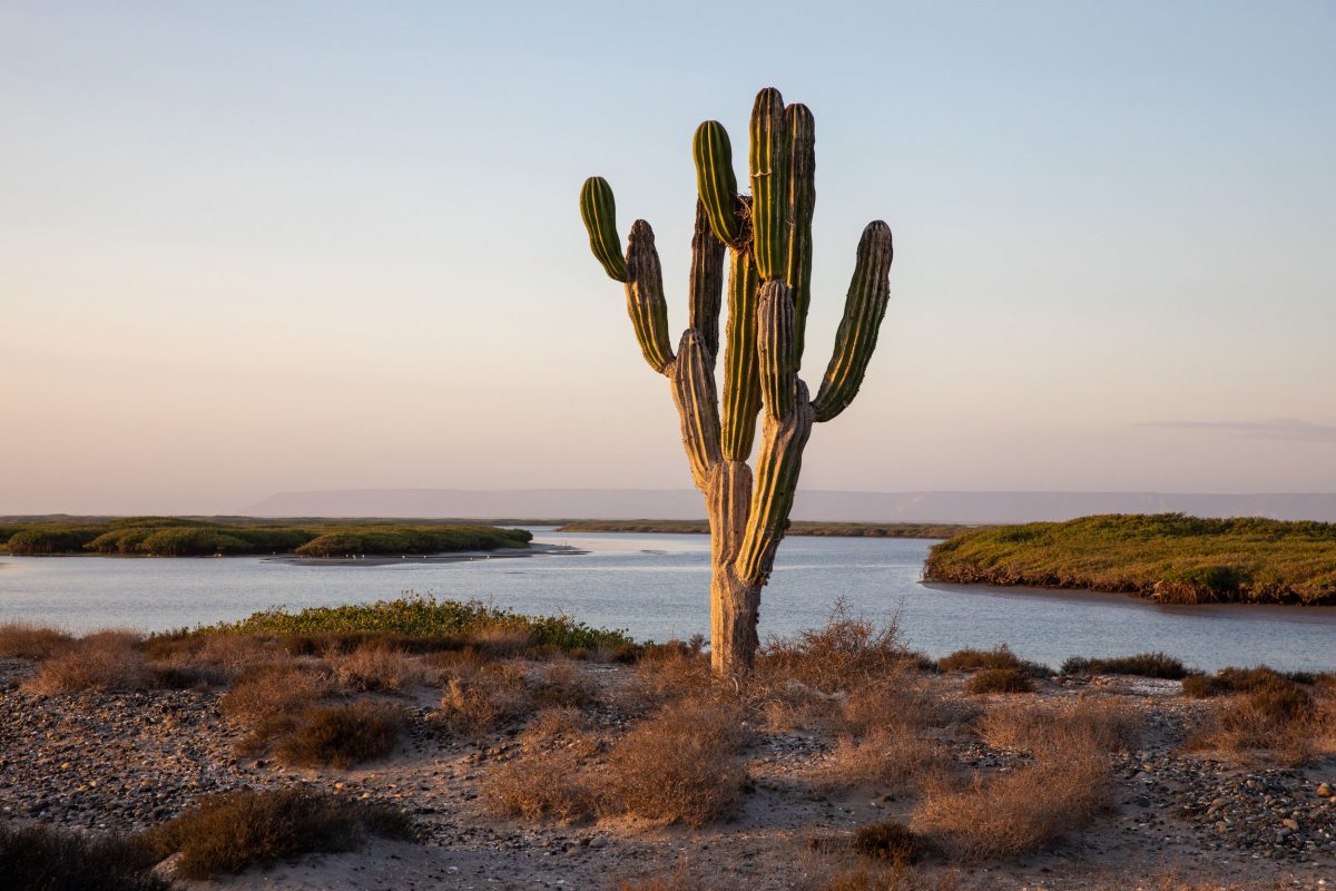 cactus with mangroves in background