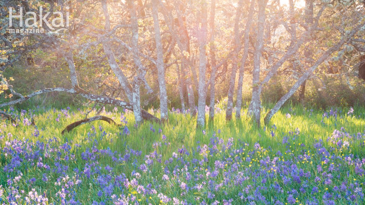 camas and garry oak meadow zoom background