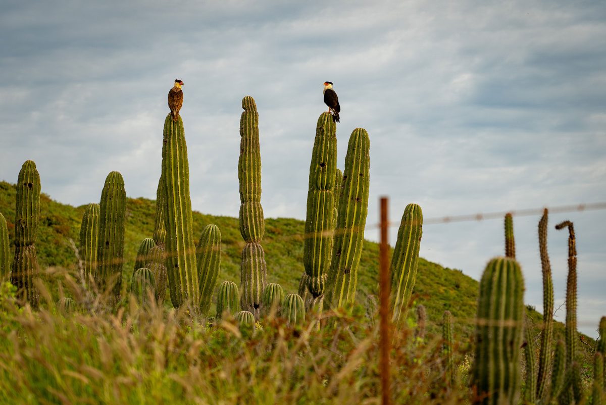 Crested caracaras perch atop Mexican giant cardón in Baja California Sur. 