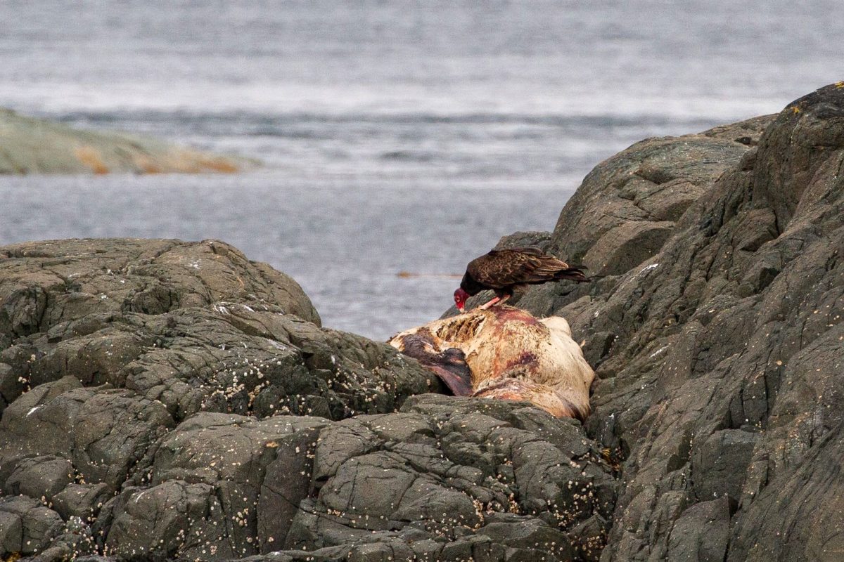 turkey vulture feasts on a dead Steller’s sea lion