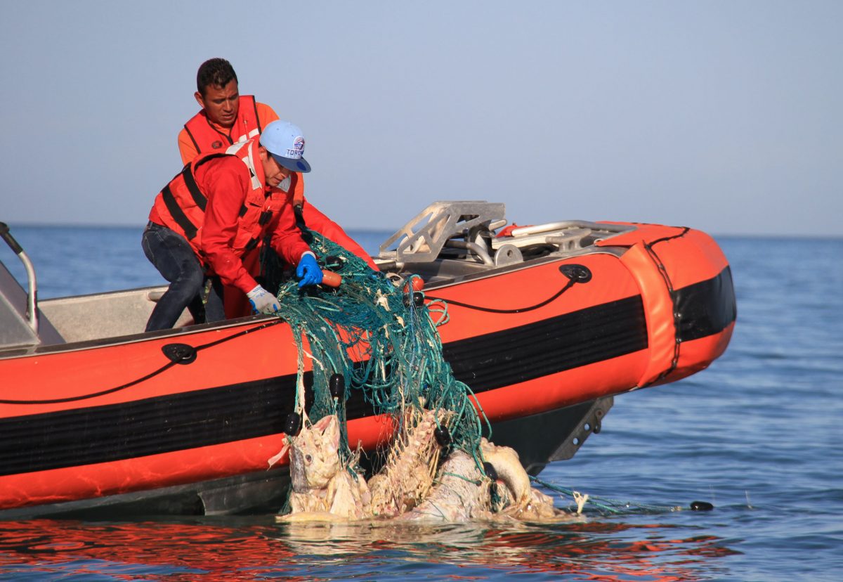 Mexican officials aboard a navy boat haul in an illegal gill net containing about 20 totoabas in varying stages of decay. Sea Shepherd’s MV Farley Mowat found the net drifting in the Upper Gulf of California after the rotting fish swelled with gas and raised it to the surface. Photo by Sarah Gilman