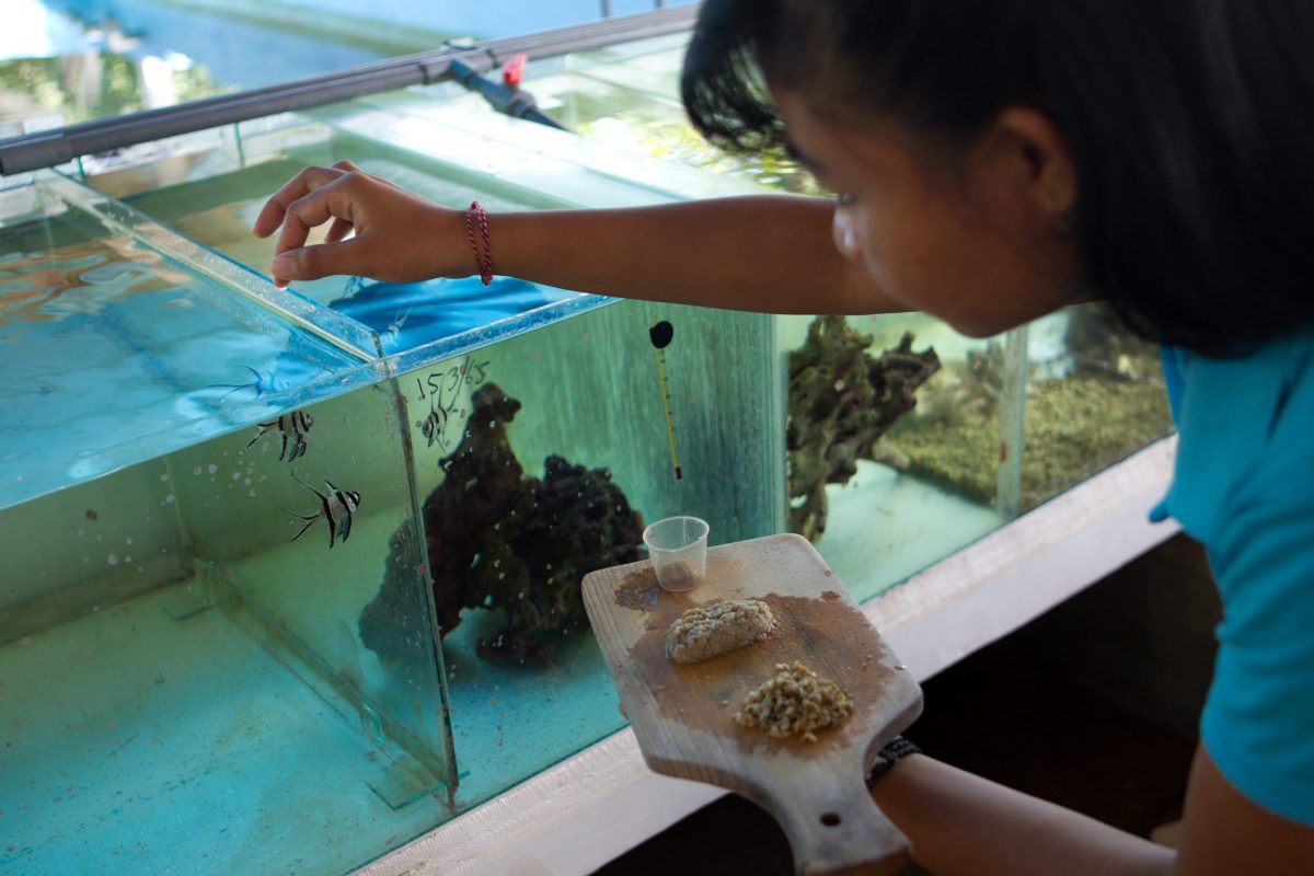 A worker feeds juvenile Banggai cardinalfish at an aquaculture training facility in Les. Photo by Shannon Switzer Swanson