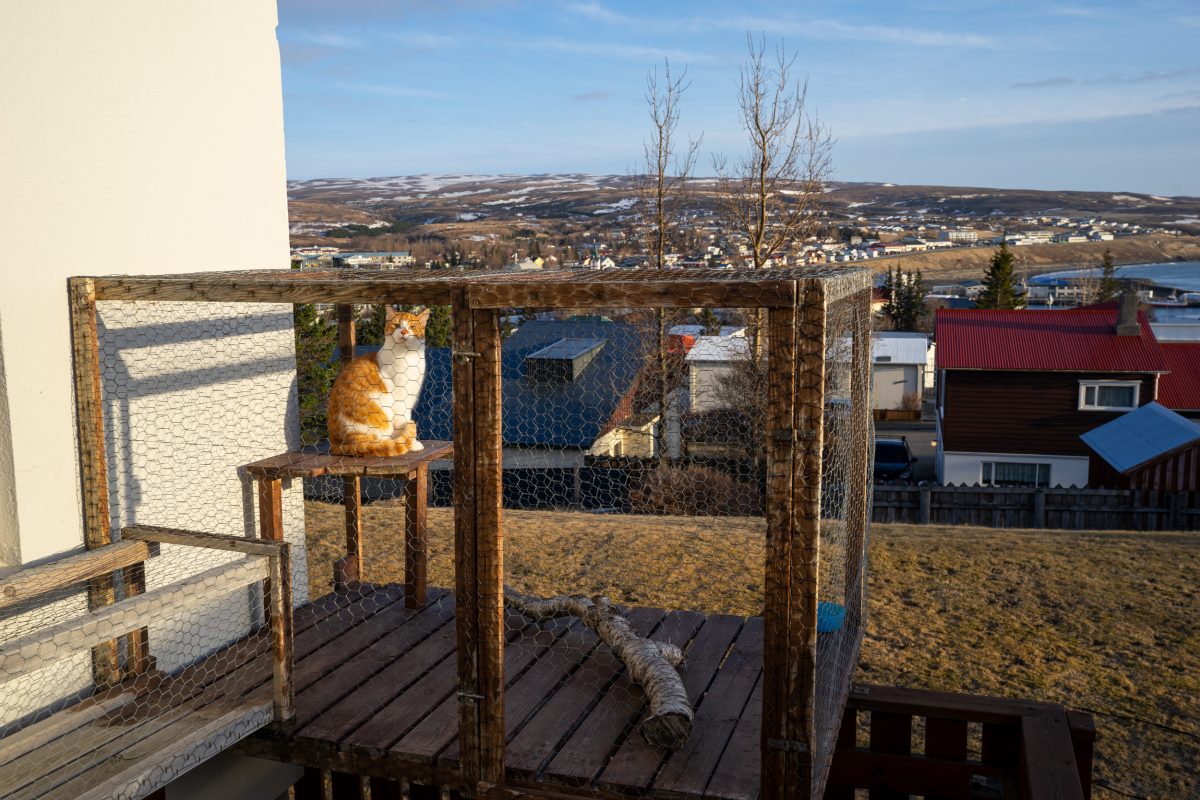 cat sitting in an enclosed area of a patio