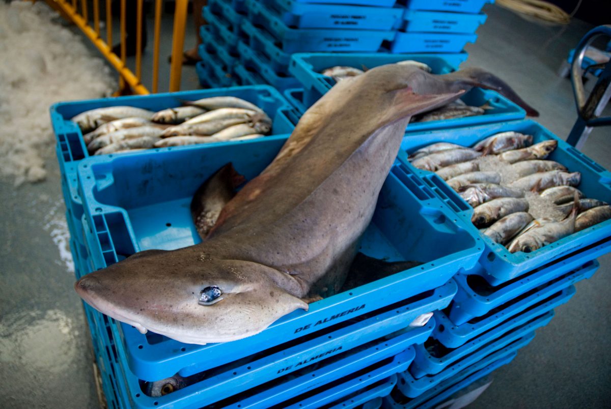 shark and fish in crates at fish market in Spain