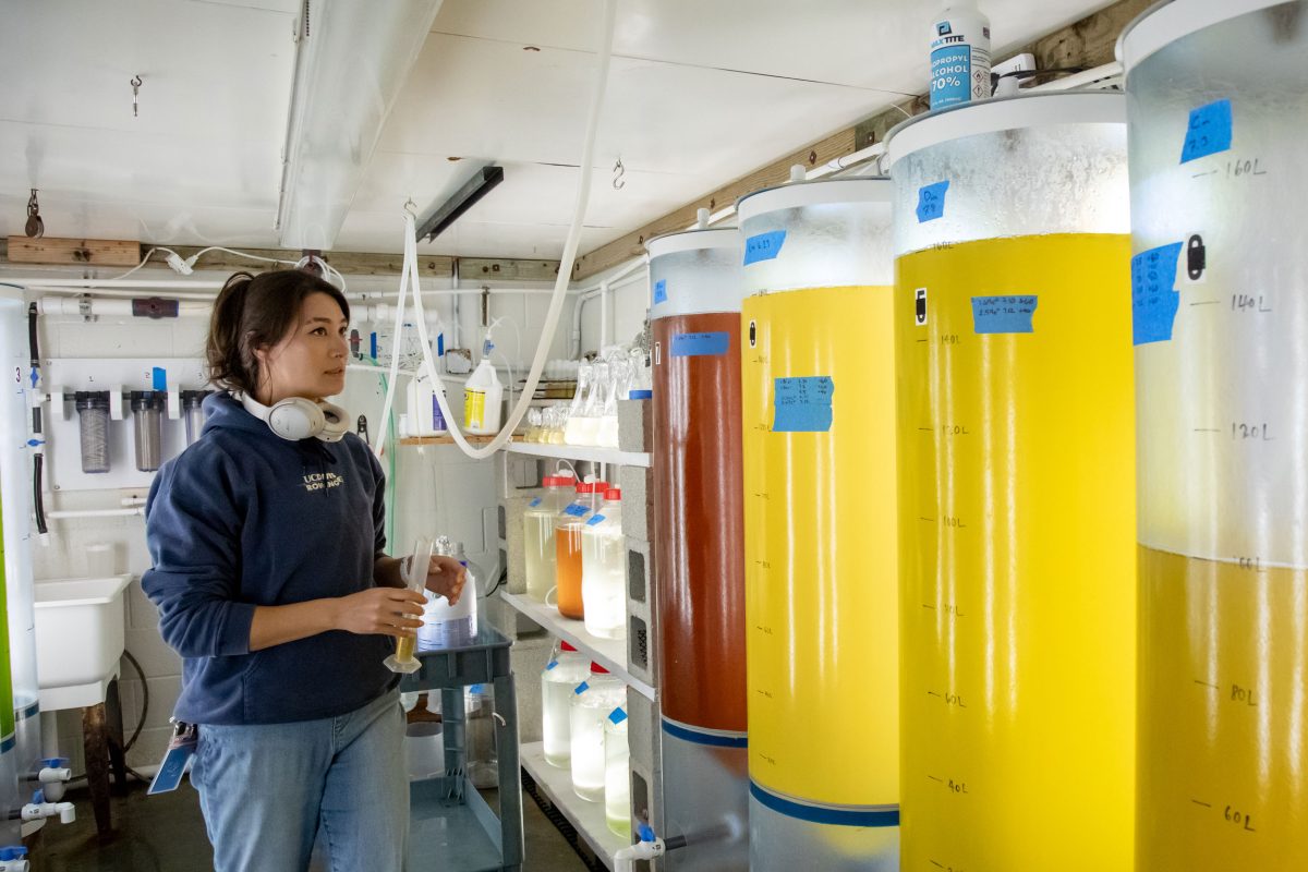 Celine de Jong maintains the microalgae production in the hatchery at Moss Landing Marine Laboratories.