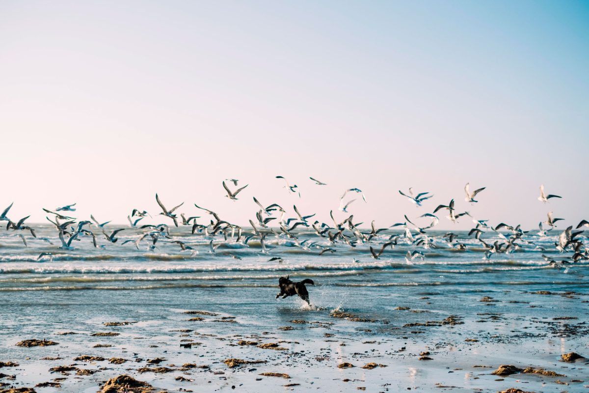 dog running on beach scaring flock of birds away