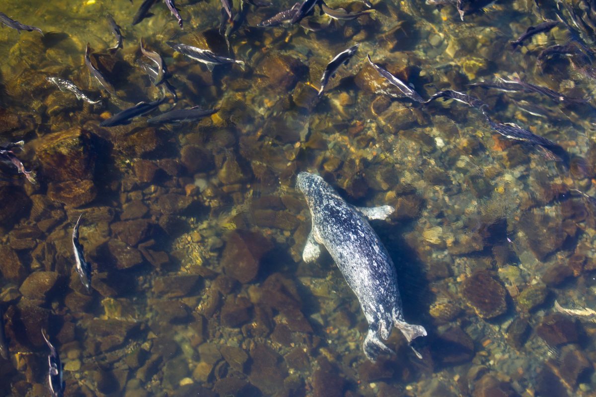 seal chasing salmon
