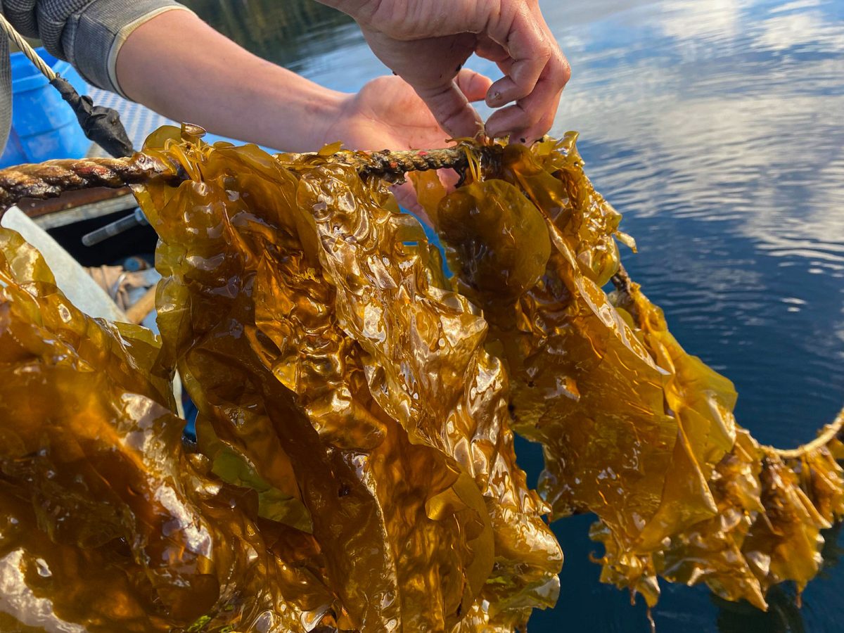 A field technician from Cascadia Seaweed monitors the growth and health of sugar kelp at a farm site in coastal British Columbia
