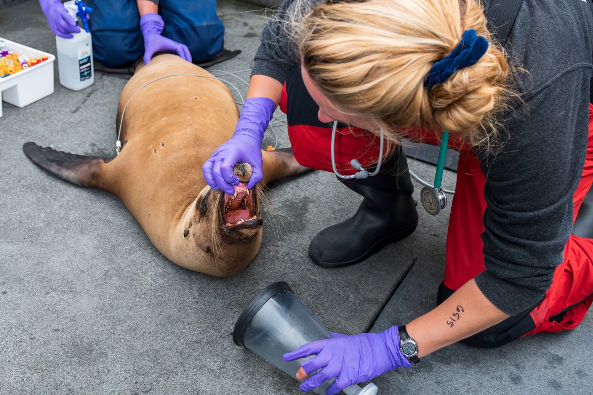 sea lion is given a checkup