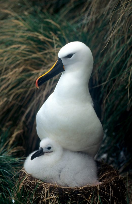 Indian yellow-nosed albatross (Thalassarche carteri) with chick at nest, Amsterdam Island