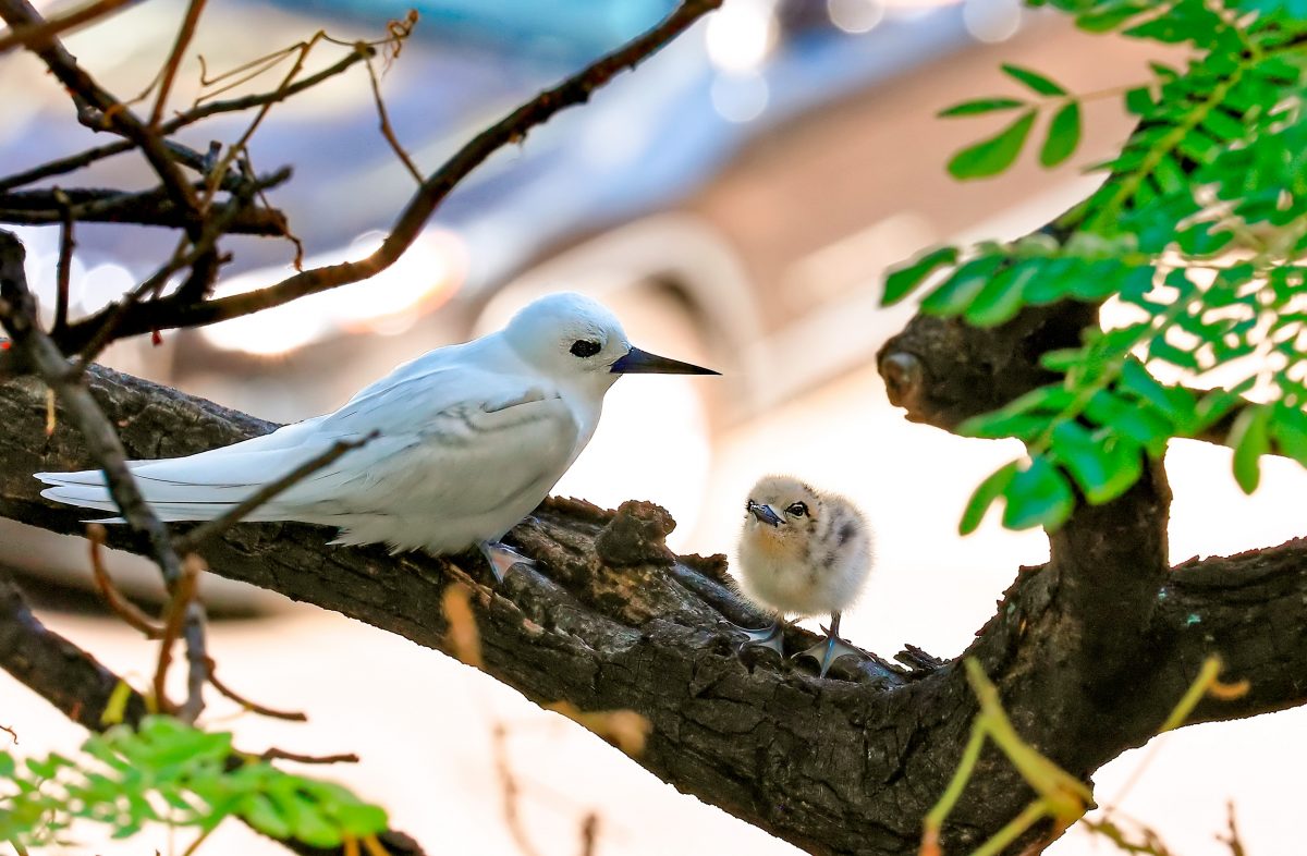 white tern and chick