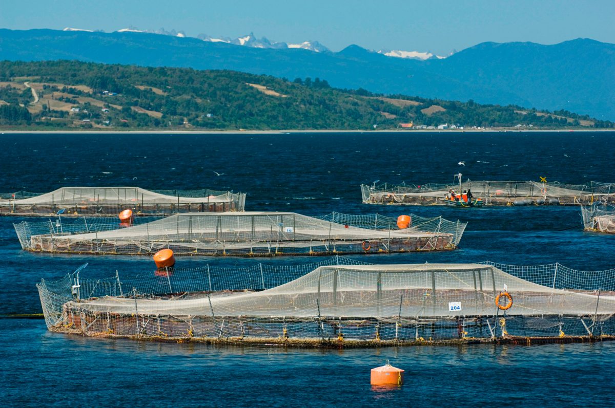 salmon farm, Chile