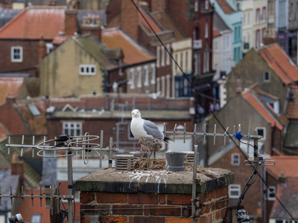 gull and chick in a nest on a chimney