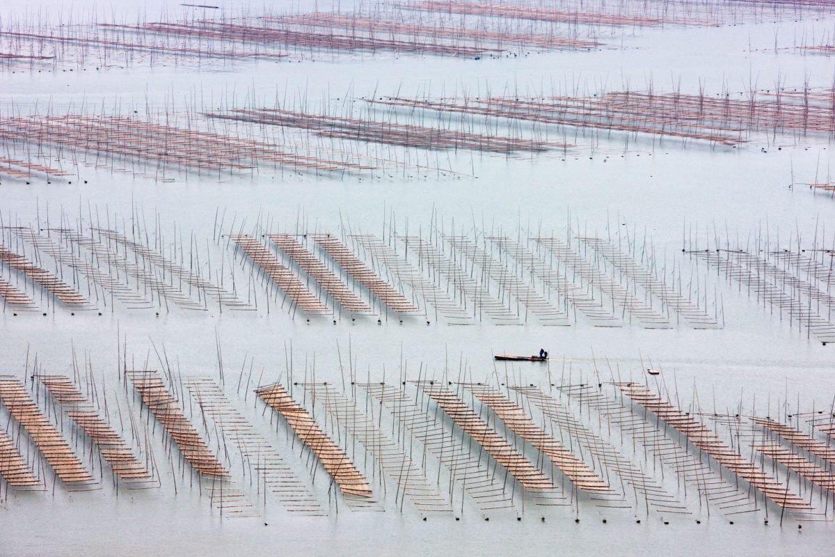 Fish boats sailing through seaweed farm on the beach, East China Sea, Xiapu, Fujian Province, China