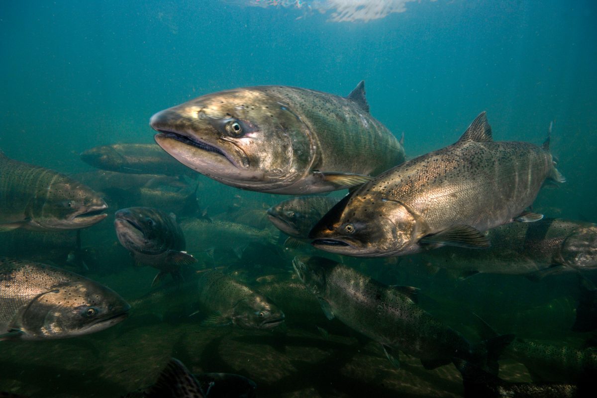 Chinook or king salmon