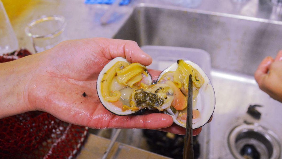 A researcher holds a shucked butter clam