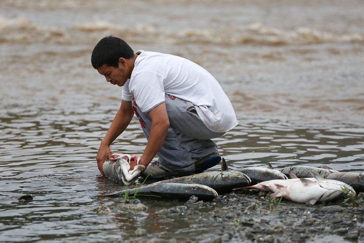 Yurok man cleaning salmon in the Klamath River
