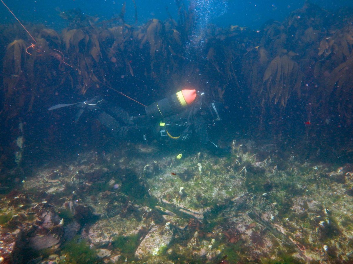diver in kelp clearing