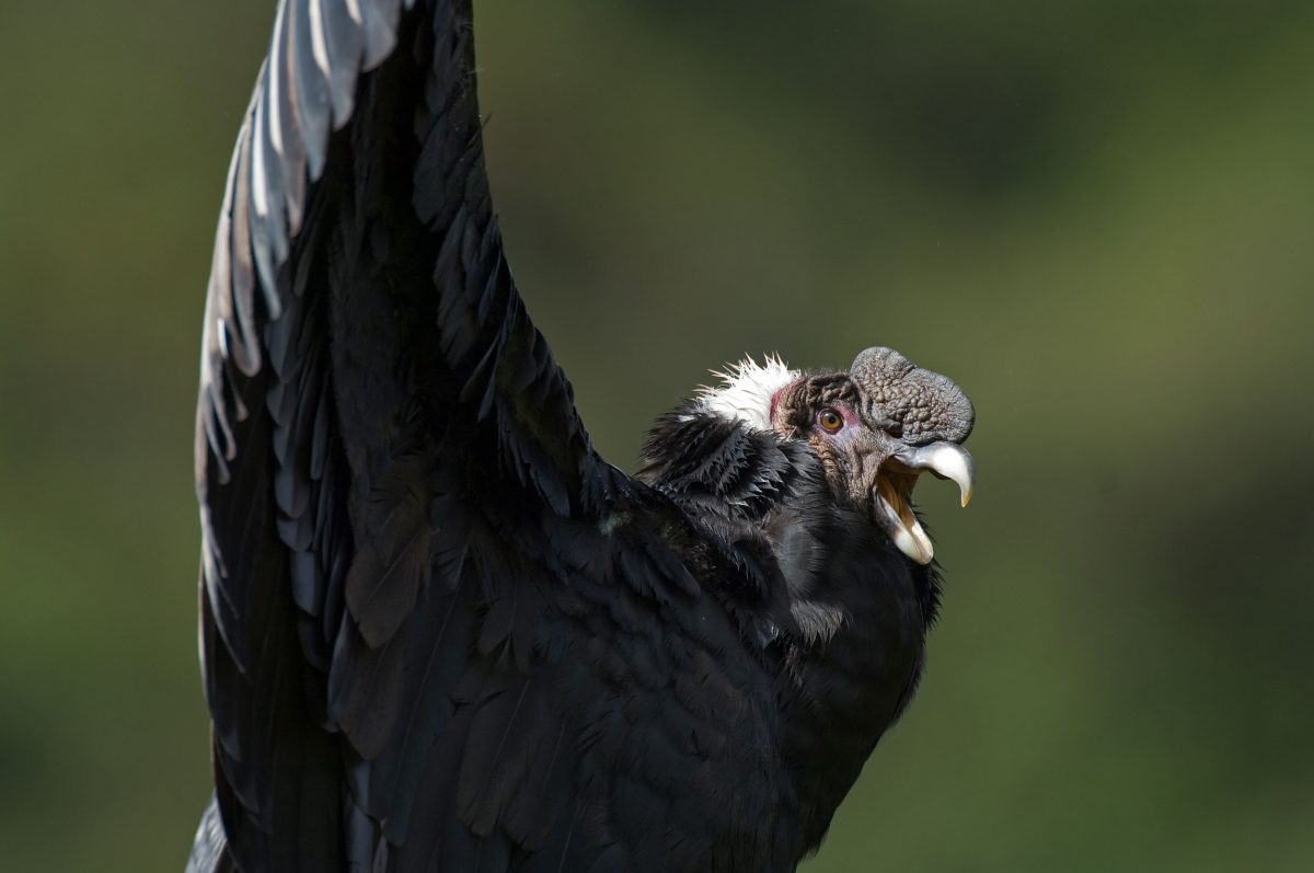 Andean condor up close