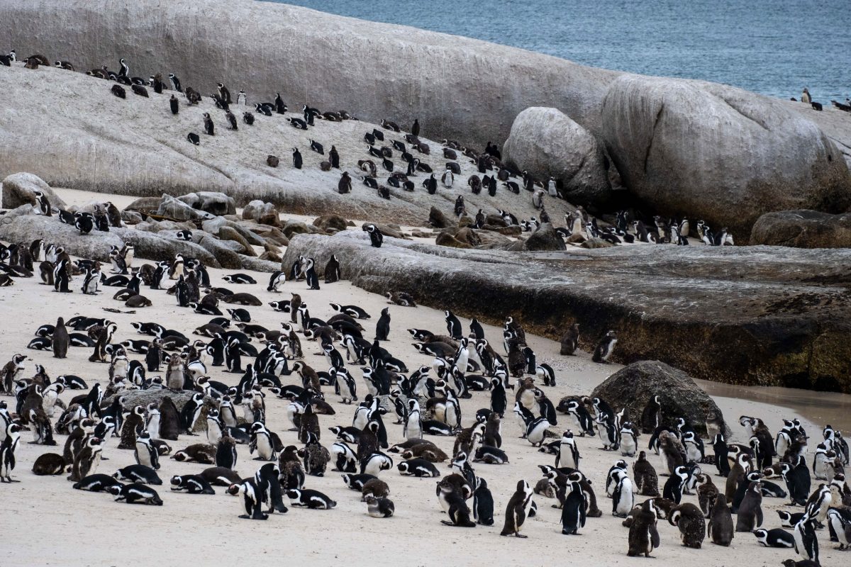 A colony of African penguins spreads out on a beach in Cape Town, South Africa