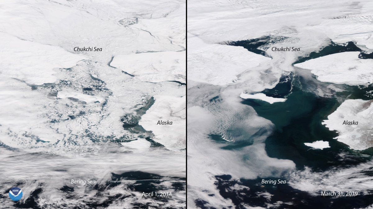 comparison of ice in the Bering Sea from 2014 and 2019