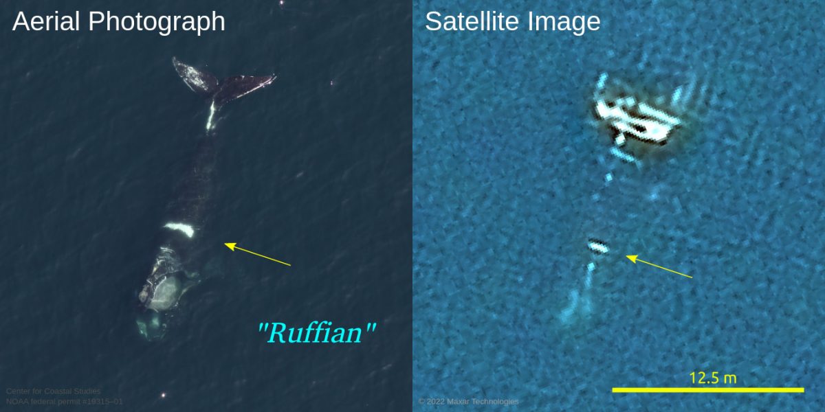 aerial and satellite images of a North Atlantic right whale