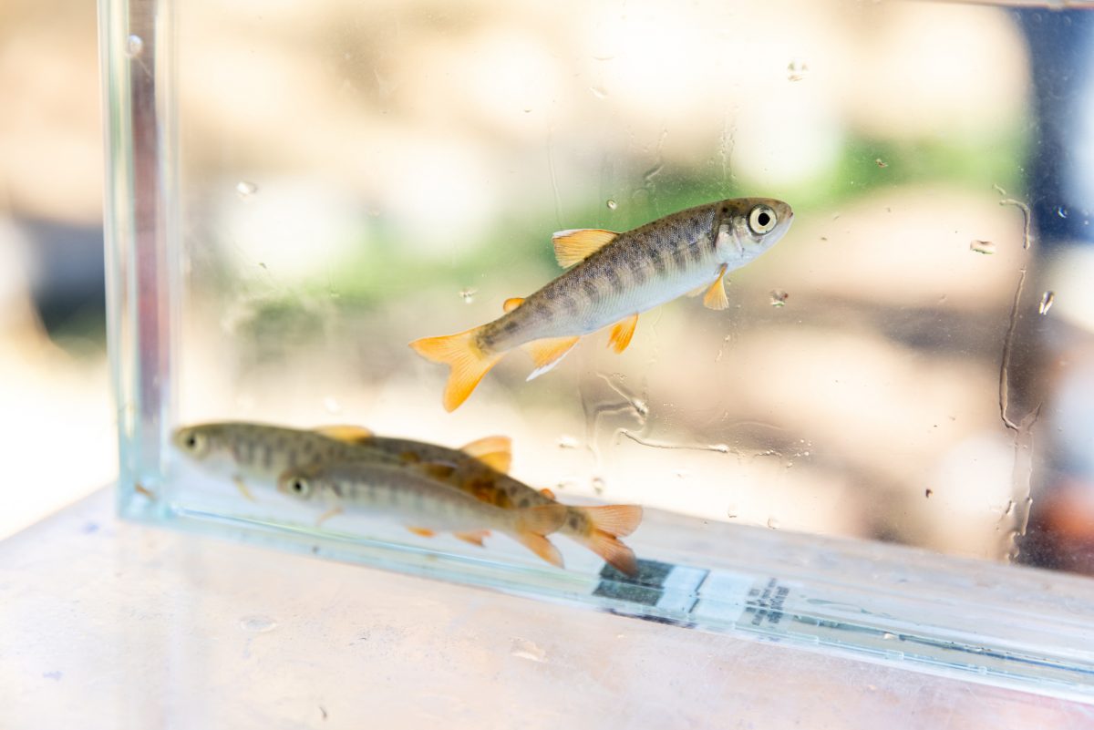 young coho salmon in a plastic container