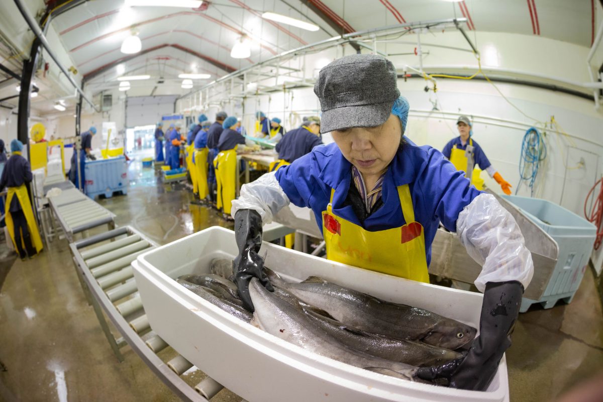St. Jean’s is a custom cannery, allowing recreational fishers to drop off their catch for processing. Here, fish are being packed and stored before processing.