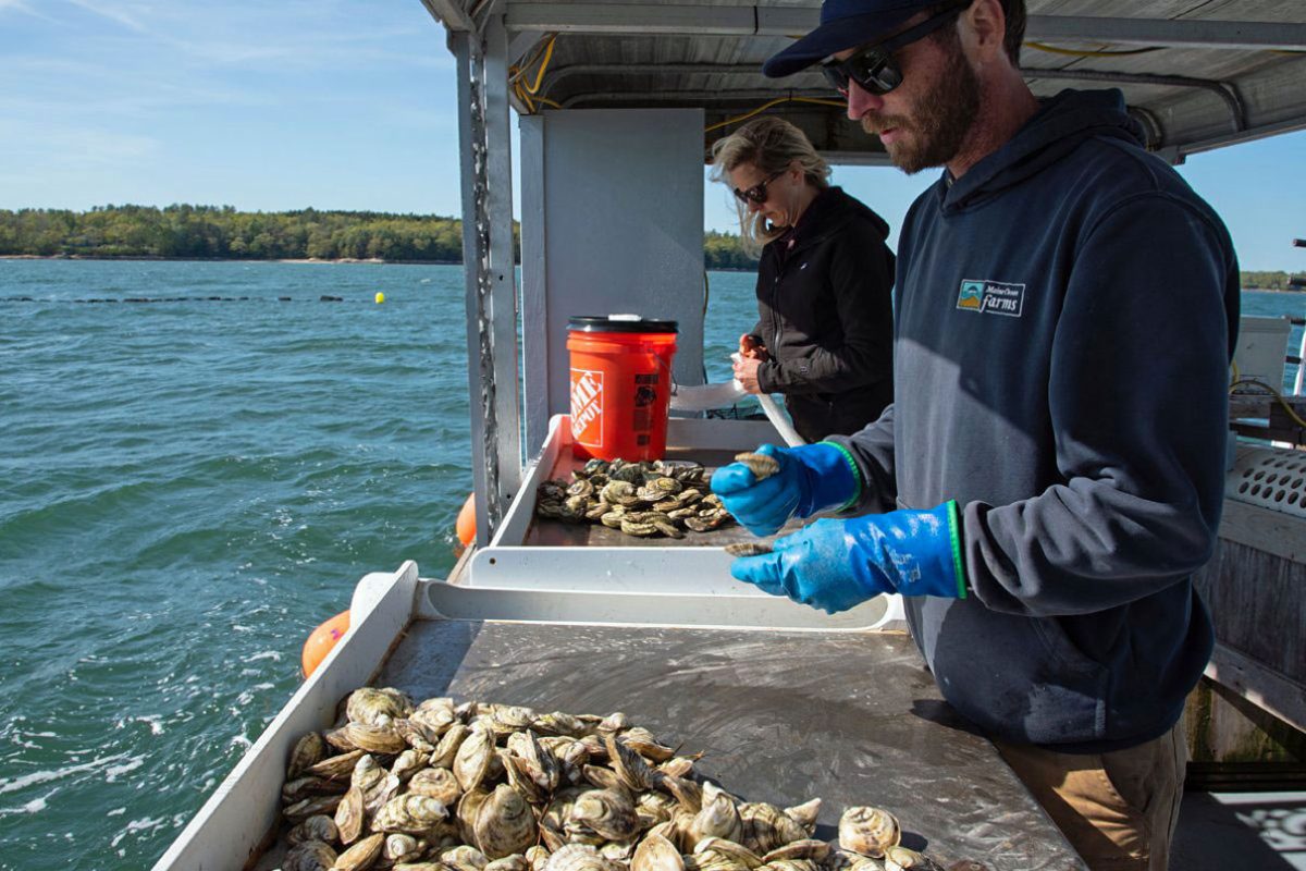 Erin Adams and Eric Oransky of Maine Ocean Farms count freshly harvested oysters