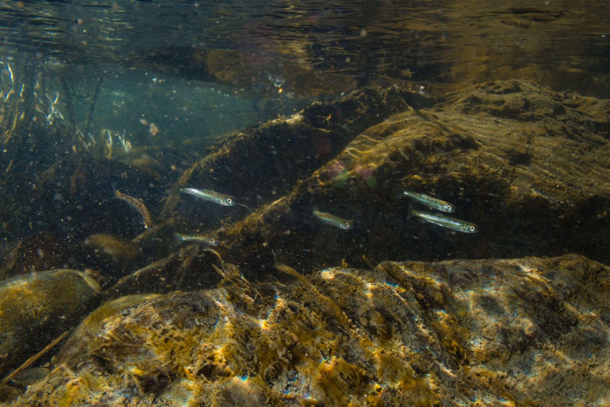Juvenile salmon in the Cowichan River
