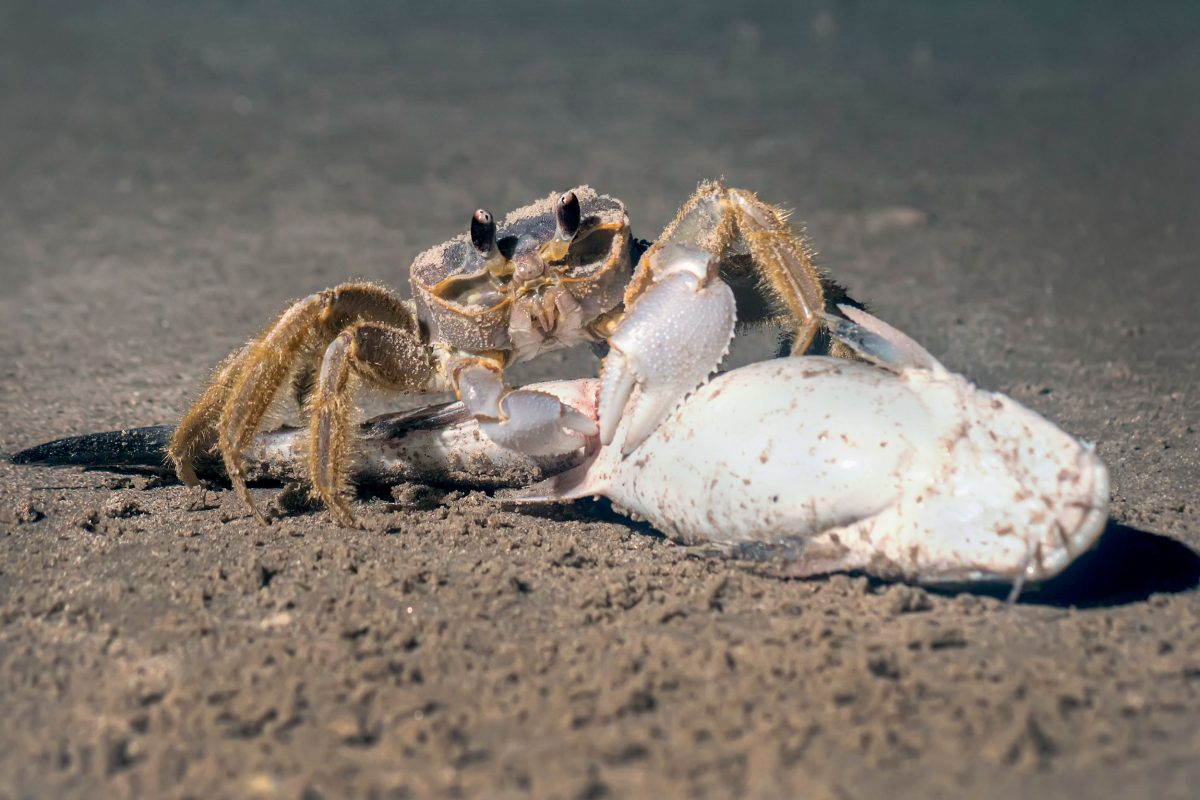 ghost crab eating fish on a beach
