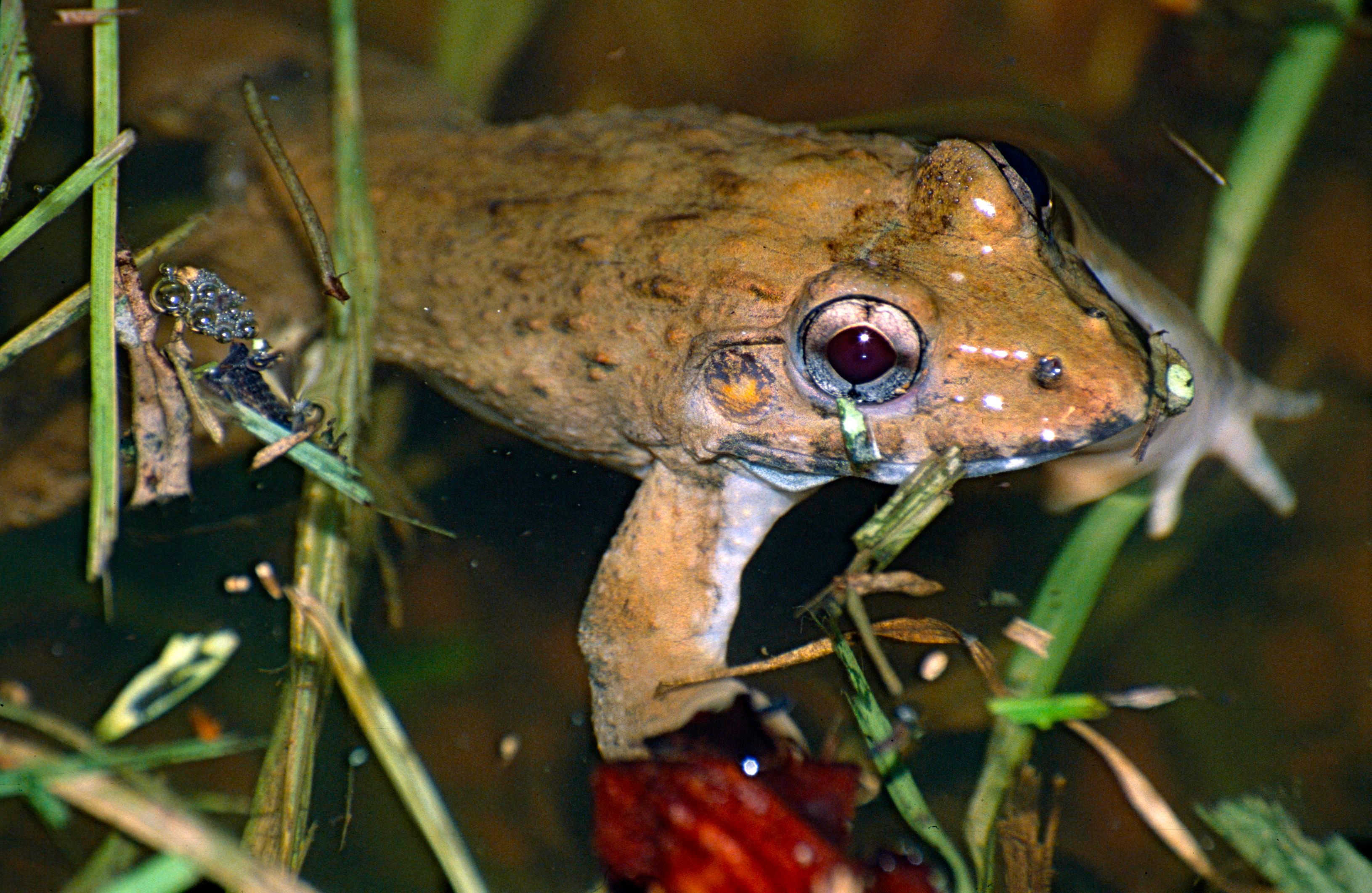 The Secret Lives Of Coastal Frogs Hakai Magazine
