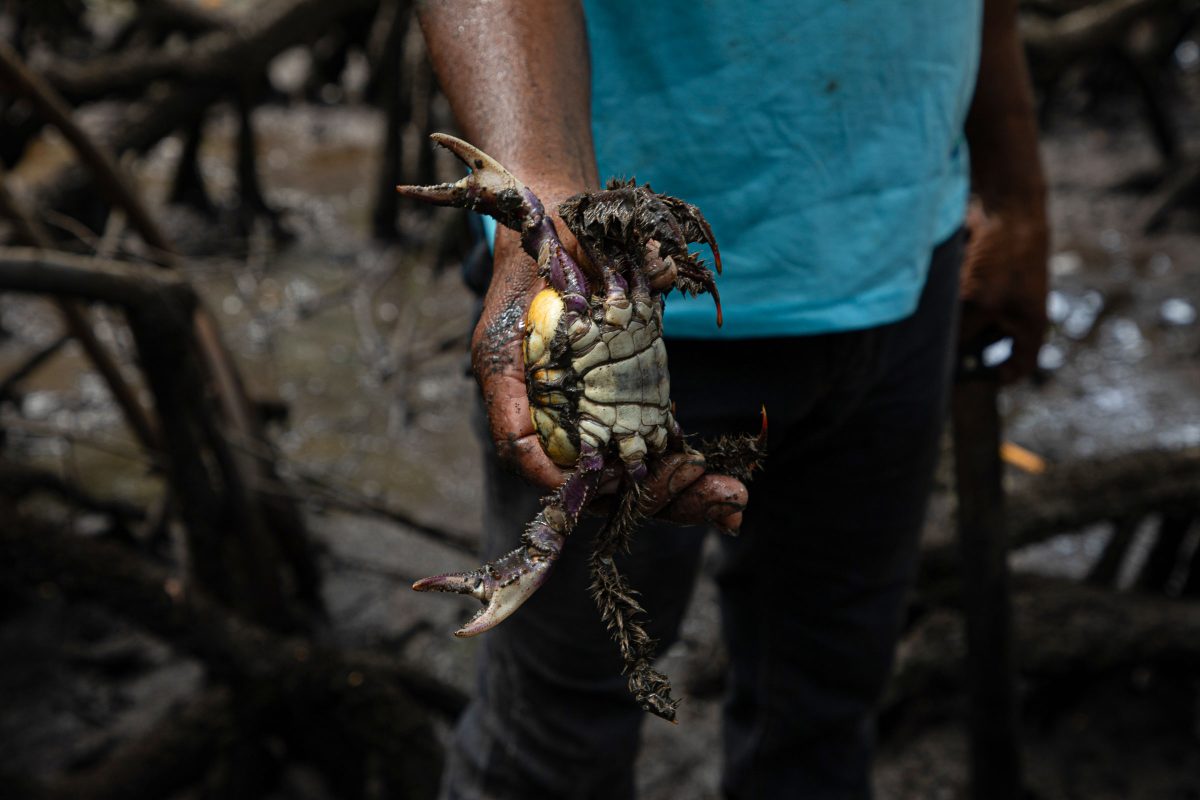 Genilson da Conceiçao Batista holds an uçá crab. 