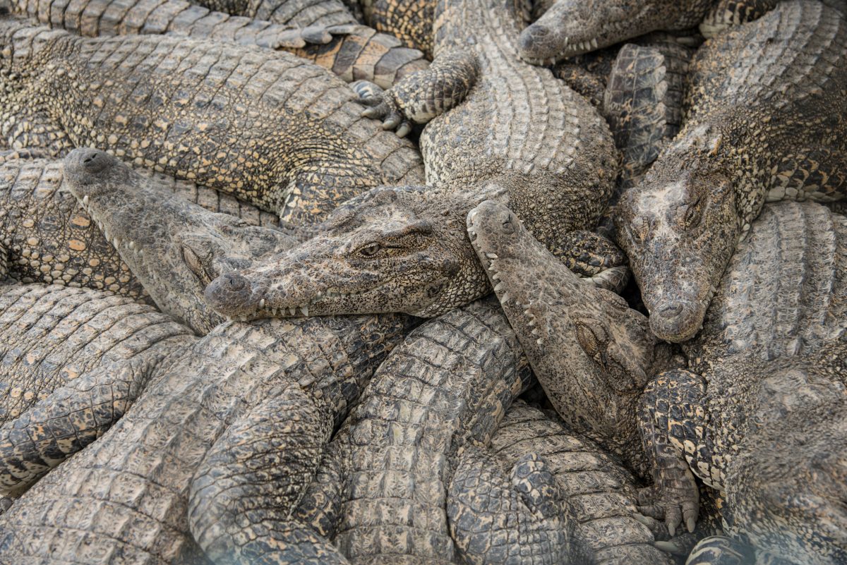 Cuban crocodiles piled on top of each other