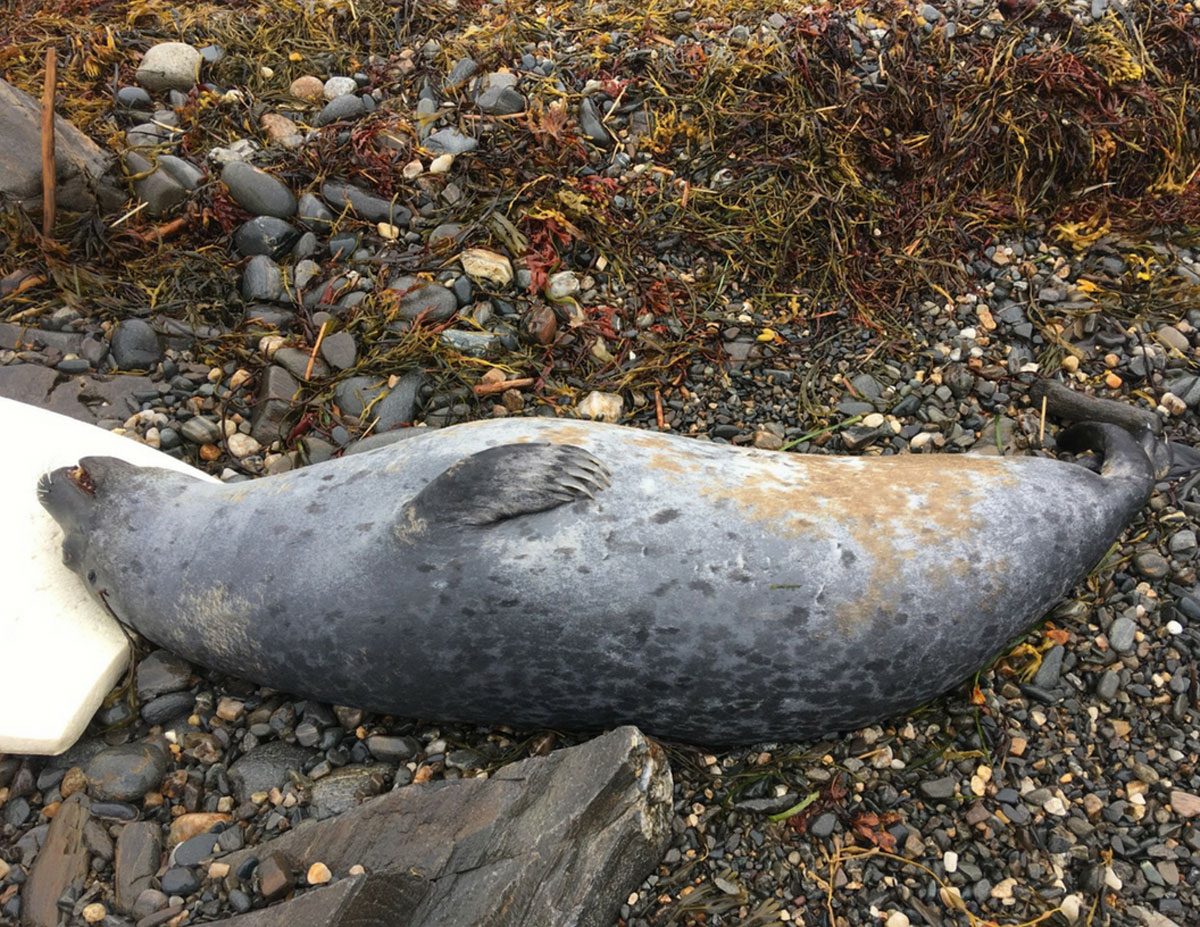 dead harbor seal Gulf of Maine