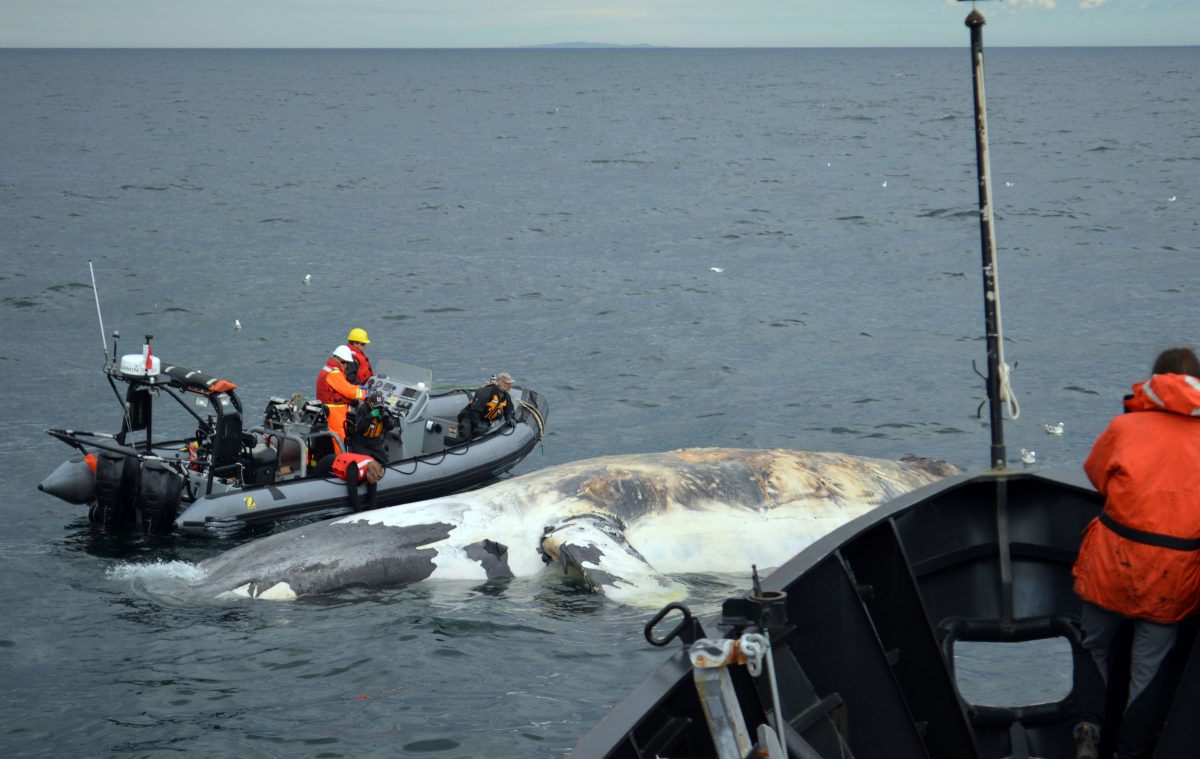 A dead North Atlantic right whale in the Gulf of St. Lawrence